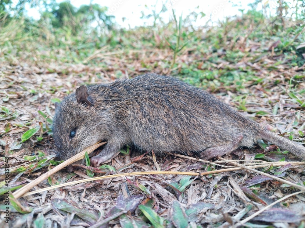 Dead rats in the grass on the outskirts of the fields Dead rats in the grass on the outskirts of the fields