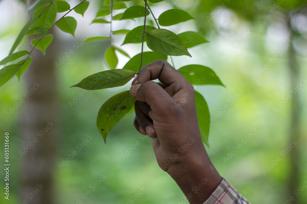 A young man holding green leaves in his hand and the background blur behind A young man holding green leaves in his hand and the background blur behind