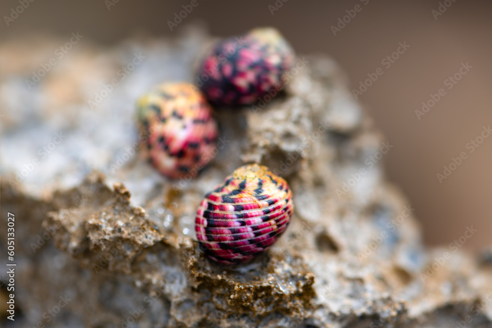 Obraz premium Nerita versicolor is a species of sea snail, a marine gastropod mollusk in the family Neritidae. Macro close up of 3 colorful purple very small snail shells on a rock in caribbean island Martinique.