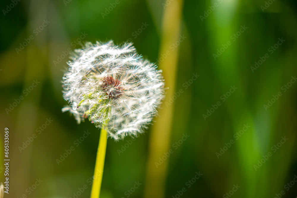 Fototapeta premium Dandelion close-up on a spring meadow. Dandelion seeds in the sunlight blowing away across a fresh green morning background