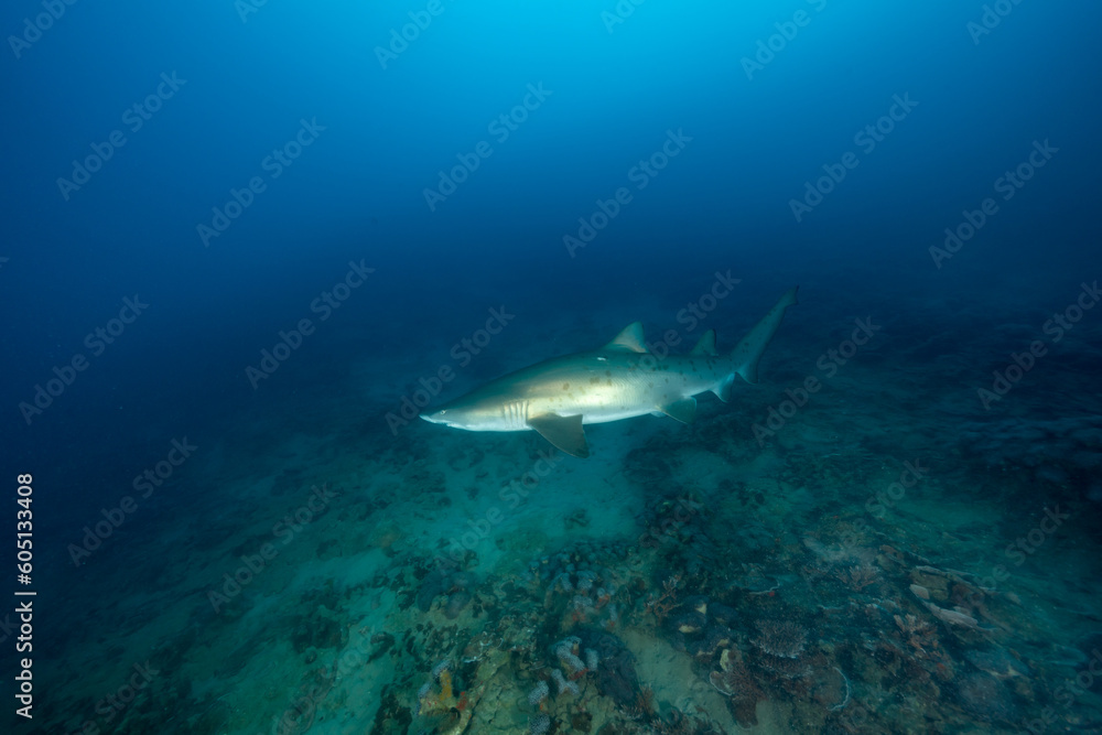 Fototapeta premium 小笠原 シロワニ