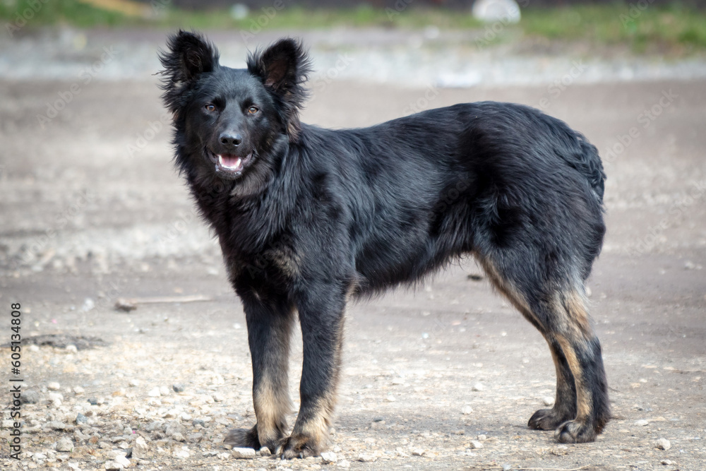 Black mongrel dog standing on the sand and looking at the camera Black mongrel dog standing on the sand and looking at the camera