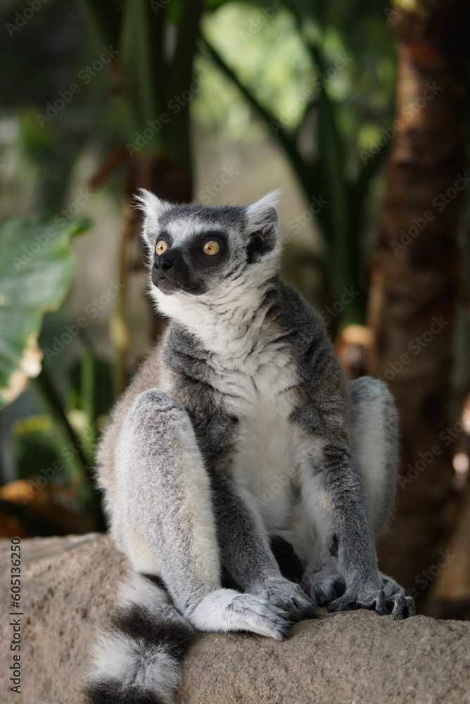 Fototapeta premium ワオキツネザル