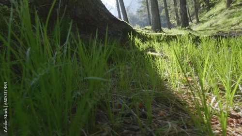 uno splendido bosco di montagna all'alba, con le prime luci del sole che illuminano la vegetazione photo