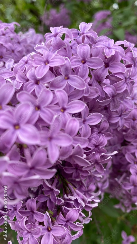 Fototapeta premium Blooming lilac flowers. Beautiful Spring purple flowers of lilac.