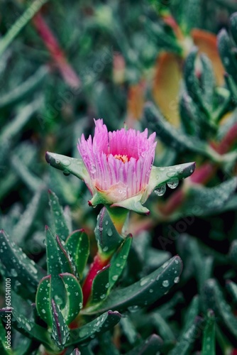 Carpobrotus or commonly called 'pig face' - a great native flowering, ground-creeping succulent.  photo