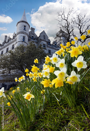 Daffodils at Dunrobin Castle. East coast Scotland. Estate. Narcissus. Spring. park. 