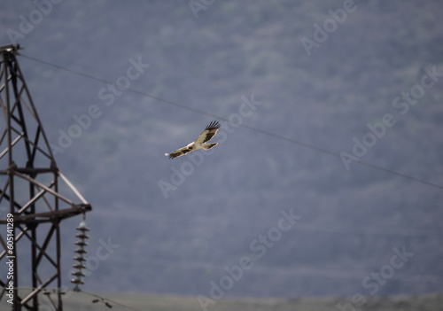 bird of prey harrier flies over the gorge in search of food © константин константи
