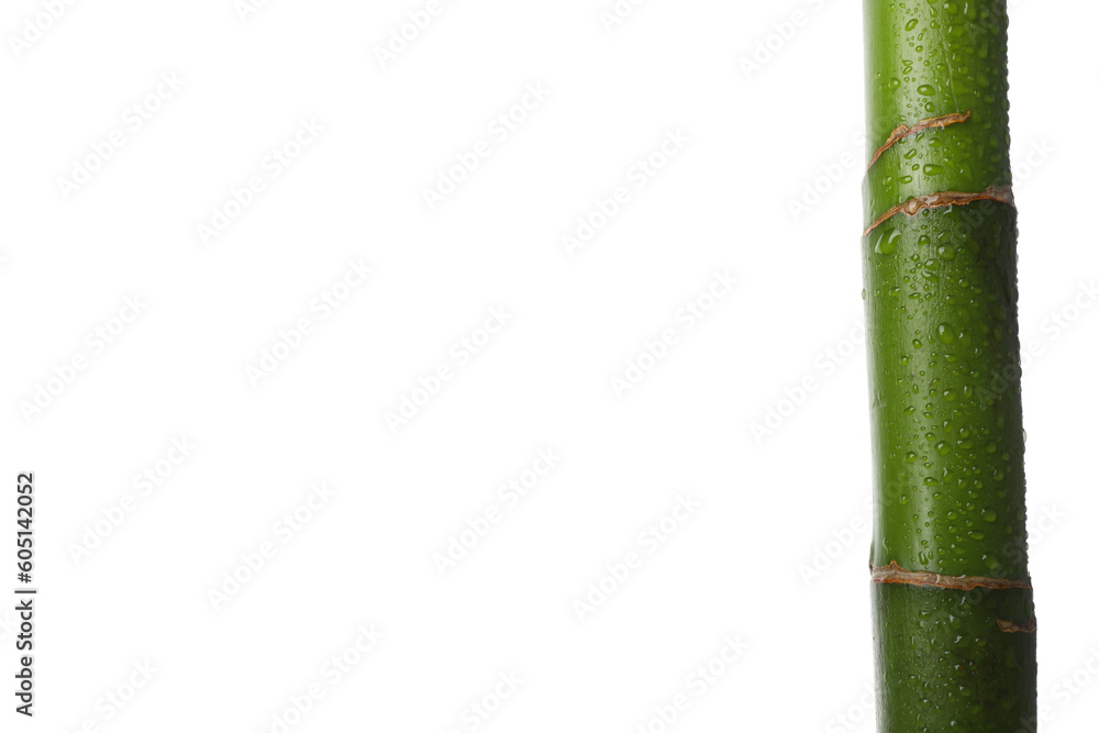 Fototapeta premium PNG, Concept of plant - bamboo, isolated on white background