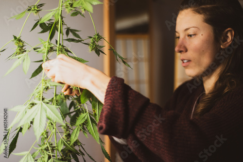 woman harvests buds from medicinal marijuana plant at home