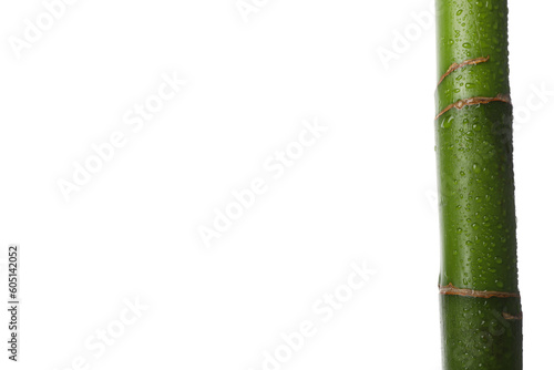 PNG  Concept of plant - bamboo  isolated on white background