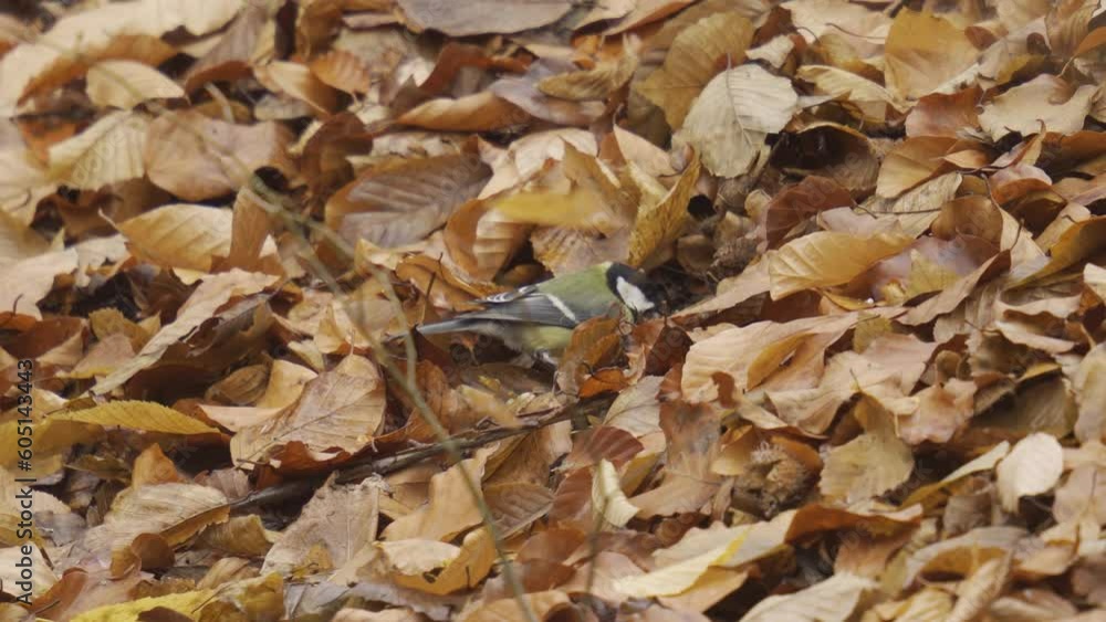 Great tit foraging for food under fallen leaves Great tit foraging for food under fallen leaves