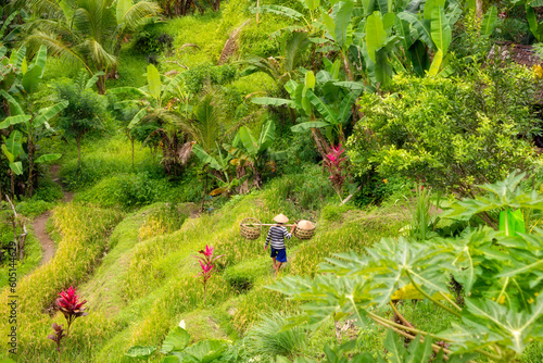 Asian famer walking in green rice fields on Bali, Indonesia