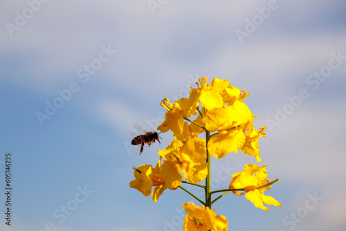 View of a blooming rapeseed field in spring. Sky and blooming rapeseed fields. The concept of agriculture, landscape, ecological disaster. Vertical, vertical video.