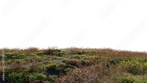 Beautiful grass and flower landscape