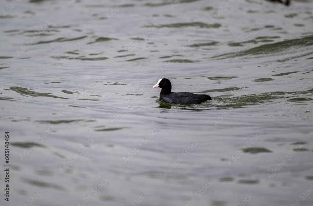 coot duck on the shore of the lake in the reeds looking for food on a sunny day coot duck on the shore of the lake in the reeds looking for food on a sunny day