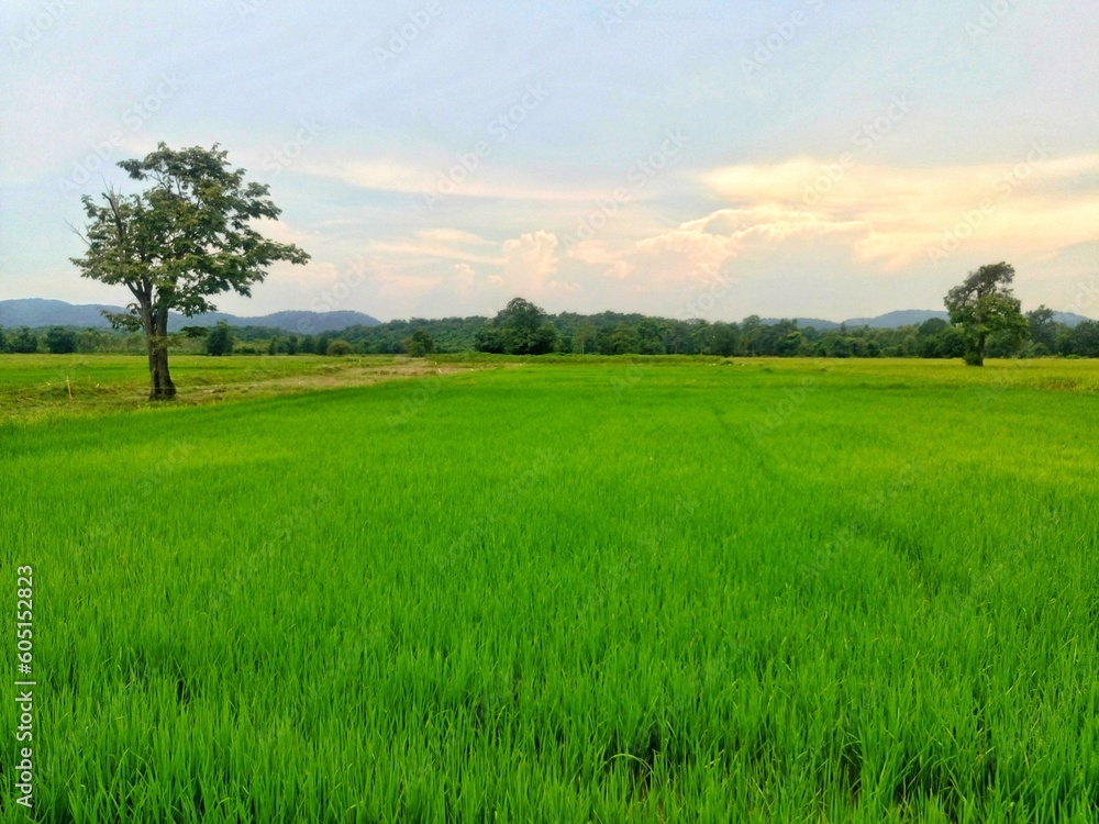 Obraz premium Vast rice fields full of mature rice plants in rural Thailand.