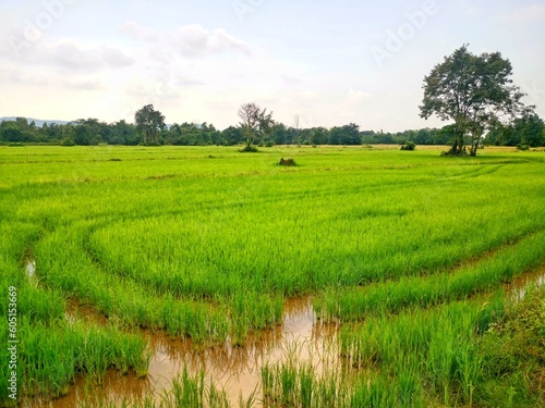 The vast ricefield. Filled with growing rice. In the countryside of Thailand.