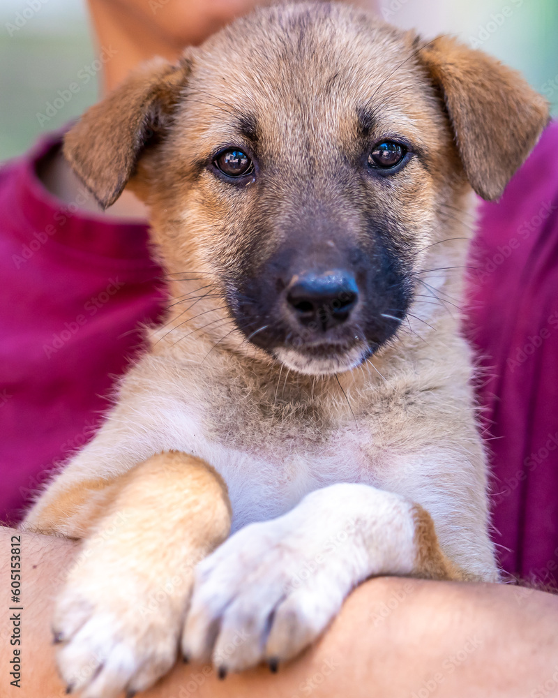 An adorable puppy sitting with its paws on the arm