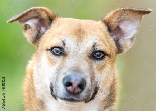 A portrait of a beautiful dog with a two-colors nose looking at the camera