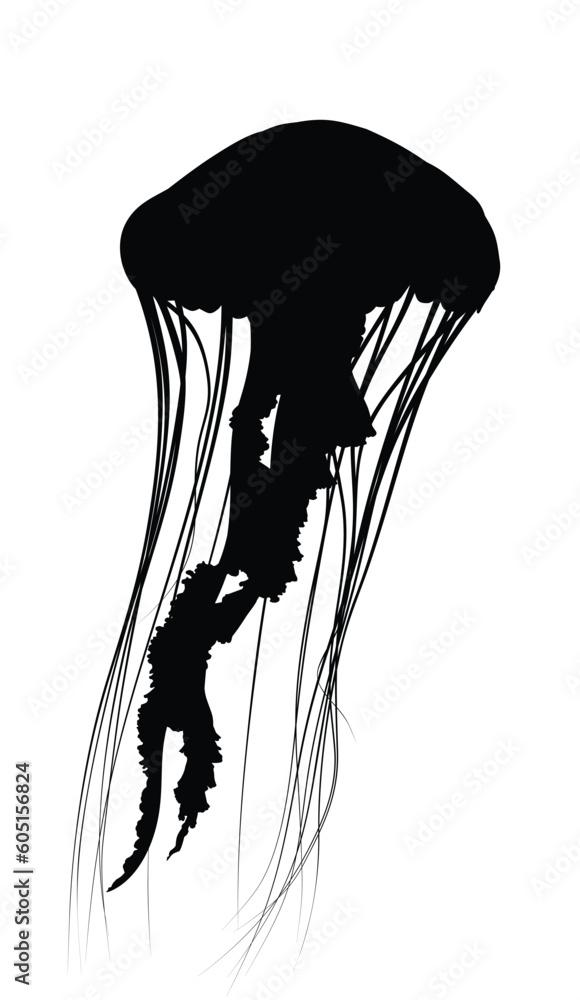 The silhouette of a large sea jellyfish.
The silhouette of a large sea jellyfish.