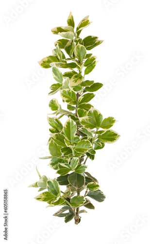 A branch of an ornamental shrub with colorful leaves on a transparent background.