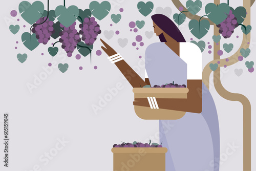 Illustration of an Indian farm woman harvesting grape fruits from the plantation