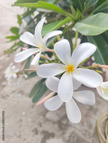 Foto white frangipani flowers beautiful flowers  🌹 flowers plantation flowers natural