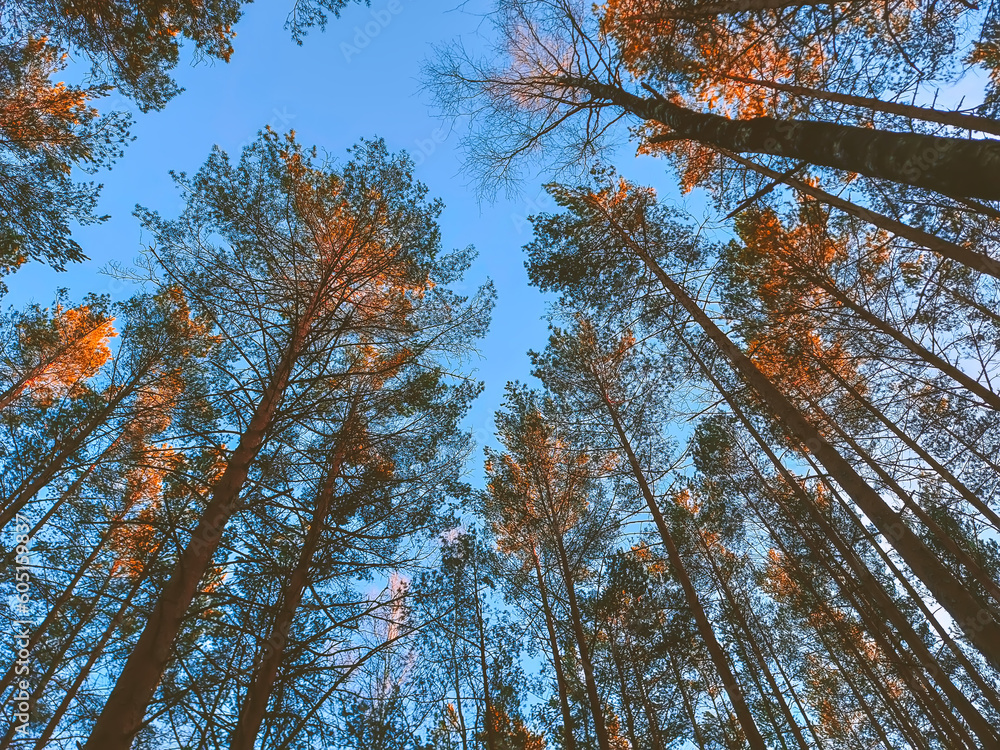 Obraz premium Tree tops on blue sky background. 