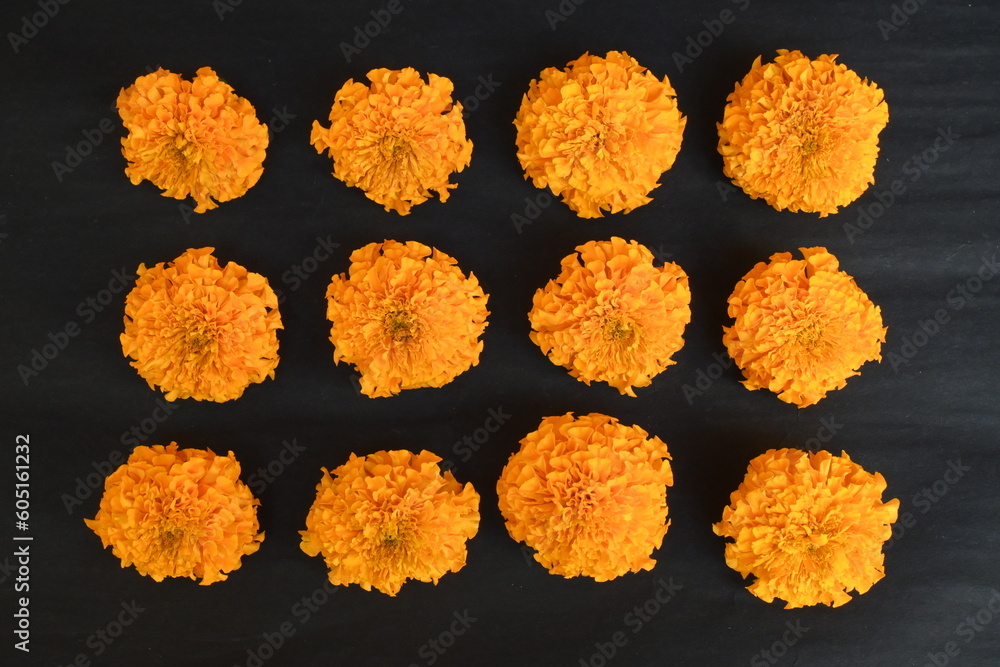 Foto de Marigold flower in black background. Tagetes is a annual or
