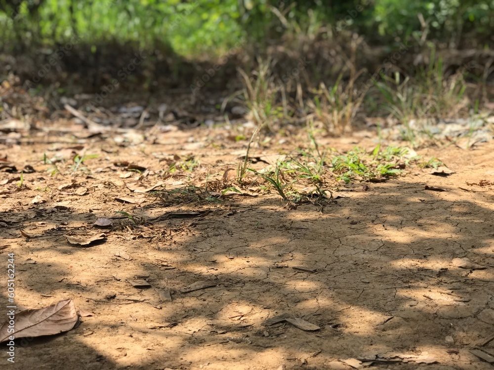 dry land in the middle of the forest. nature background dry land in the middle of the forest. nature background