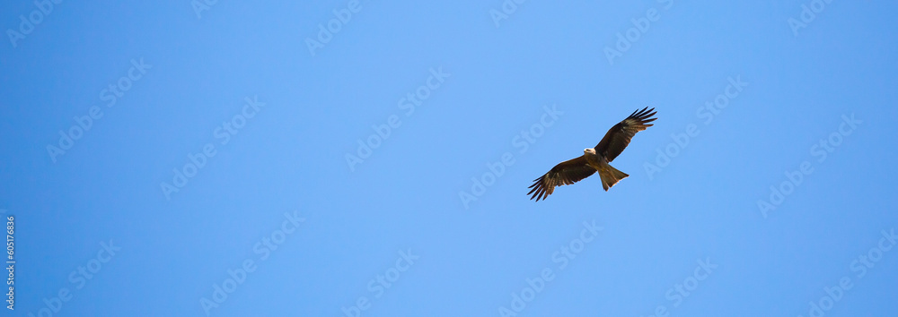 Eagle in flight against the blue sky. Eagle in flight against the blue sky.