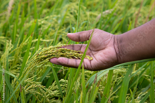 Farmer Hand-holding raw grain of rice field agriculture concepts