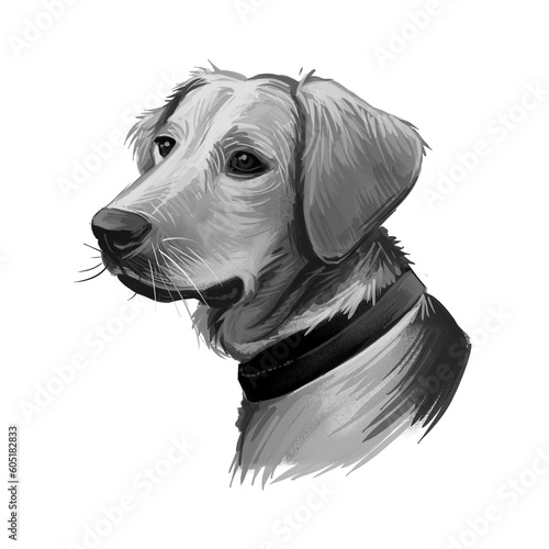 Schillerstovare dog portrait isolated on white. Digital art illustration of hand drawn web, t-shirt print and puppy cover design. Schiller Hound Bracke, breed scenthound type, hunting dog in Sweden.
