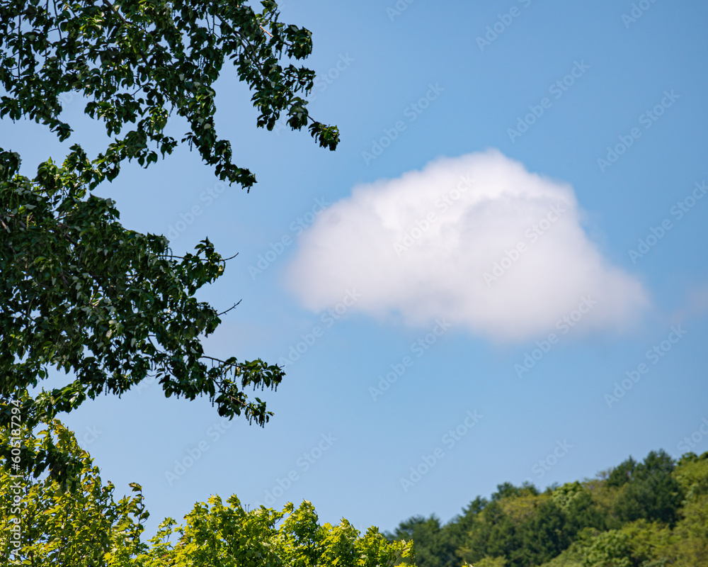 青空に浮かぶ雲 / Cloud in the blue sky