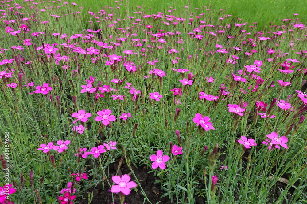 Multitude of magenta colored flowers of Dianthus deltoides in May Multitude of magenta colored flowers of Dianthus deltoides in May