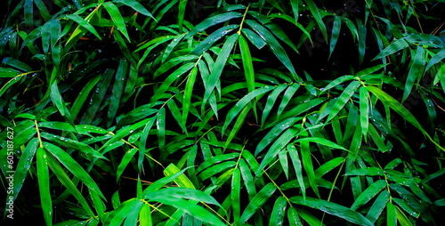 Fresh bamboo green leaves background pattern as bamboo verdant leafs textured for green natural wallpaper and backdrop