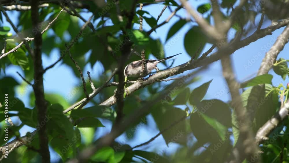 long tailed tit is catching a worm long tailed tit is catching a worm