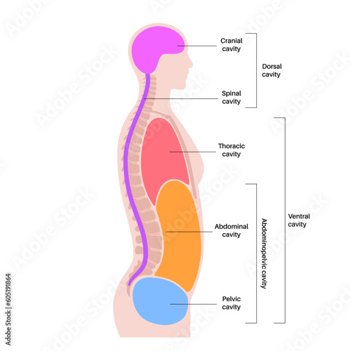 Body cavities poster