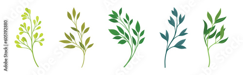 Green Twig and Branch with Leaves Vector Set