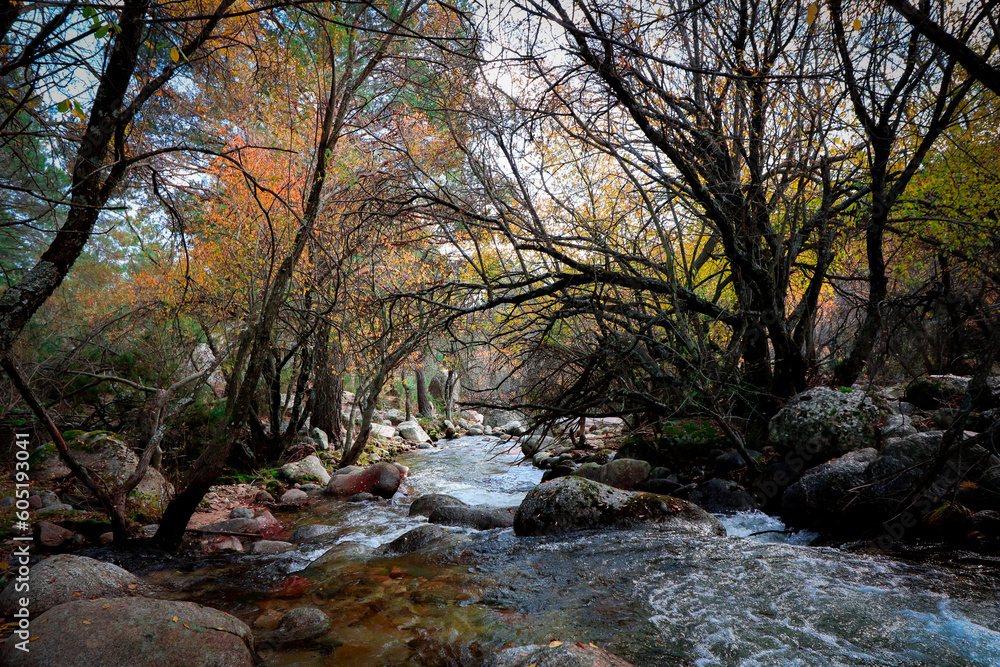 river in the forest in autumn
