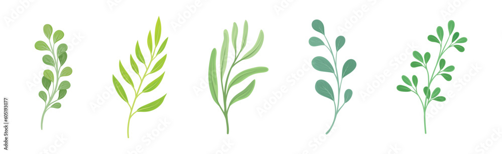 Green Twig and Branch with Leaves Vector Set Green Twig and Branch with Leaves Vector Set
