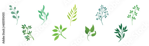 Green Twig and Branch with Leaves Vector Set