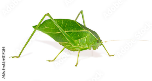 Giant katydid (Stilpnochlora couloniana) isolated on white background, - Picture Insect