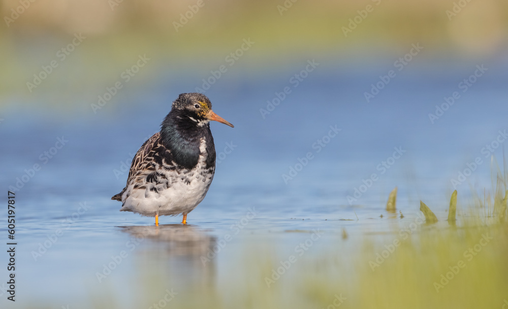 Ruff - male bird at a wetland on the mating season in spring Ruff - male bird at a wetland on the mating season in spring