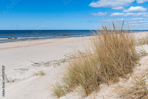 Fototapeta Naklejka Na Ścianę i Meble -  Beautiful sandy beach with dry and yellow grass, reeds, stalks blowing in the wind, blue sea with waves on the Baltic Sea in Palanga, Klaipeda, Lithuania