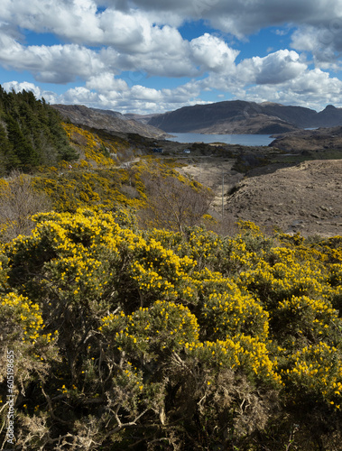 Scottish Highlands. Durness Scotland. Mountains. Lake. Broom - Cytisus scoparius 