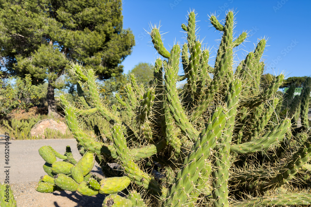 Cactus close-up. Green cactus field landscape. Cactuses with yoke in Spain rural. Cacti in a field. Cactuses in nature. Cactus closeup green background. Green plant in Texas, Arizona Cactus close-up. Green cactus field landscape. Cactuses with yoke in Spain rural. Cacti in a field. Cactuses in nature. Cactus closeup green background. Green plant in Texas, Arizona