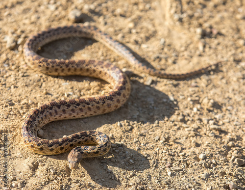 Pacific Gopher Snake Sub-Adult in Defensive Posture. Joseph D Grant County Park, Santa Clara County, California, USA.