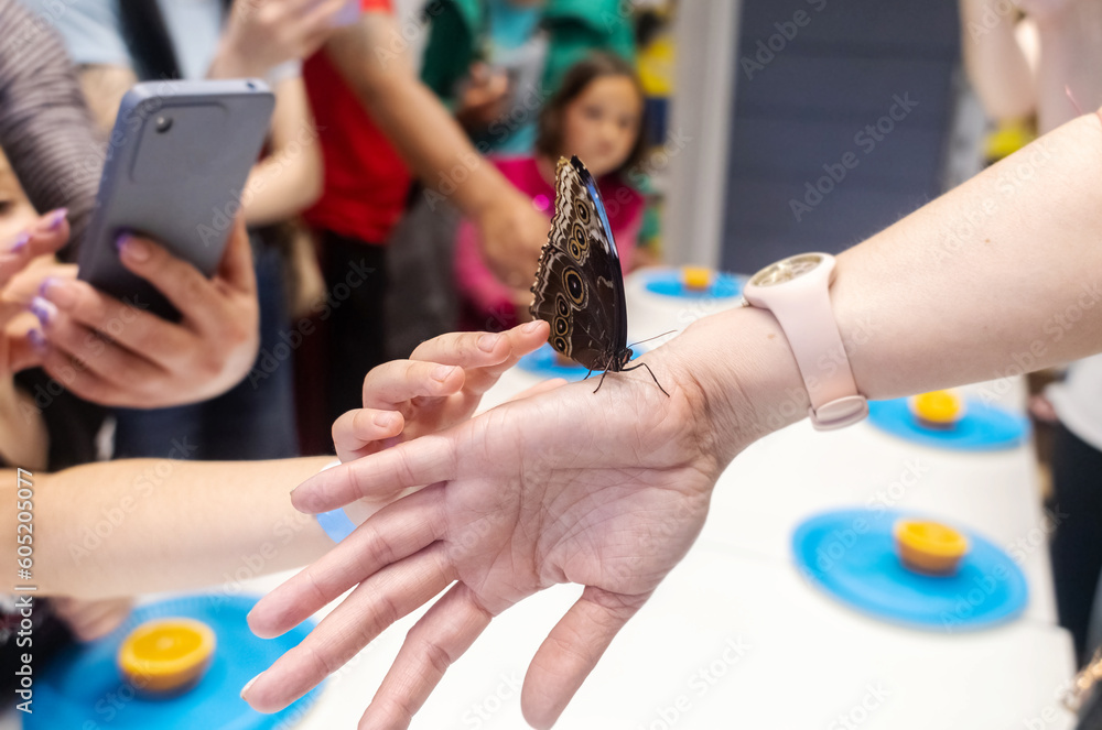 Morpho butterfly with eyes on hand. The girl is holding a fruit on which a tropical lepidoptera sits. beautiful butterflies